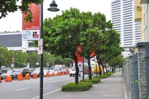 native-trees-lining-up-the-streets-of-bgc-1-768x510